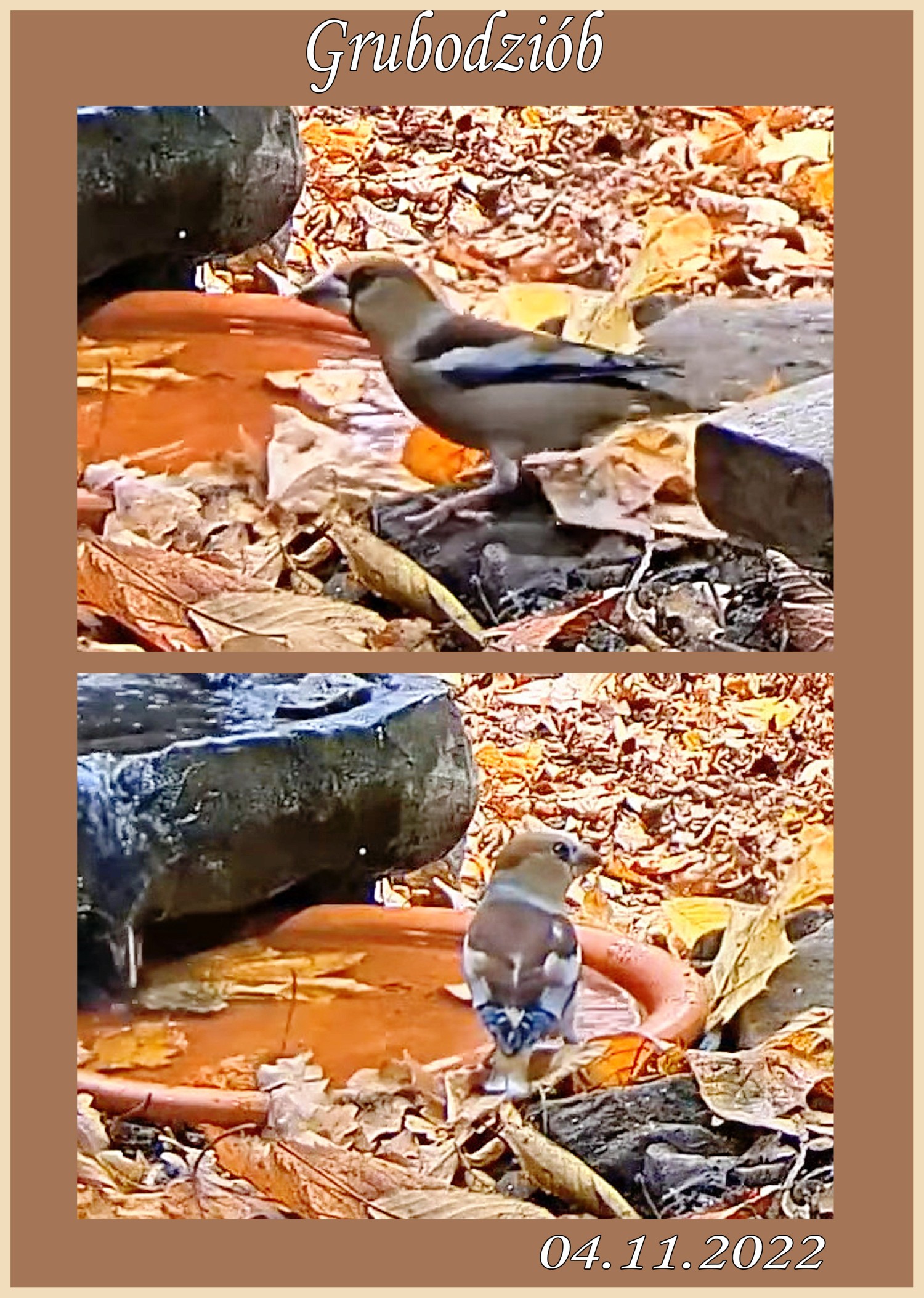 livebirdspoland_57a9f776ce30a4363d817403c5b699f0.jpg