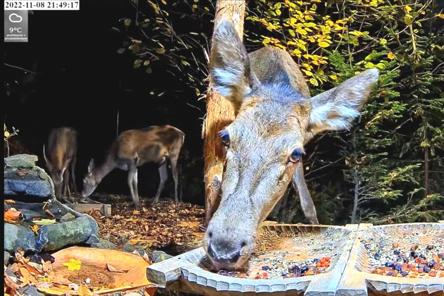 livebirdspoland_c07ad513a9a13c46b3b797adb0545e8f.jpg