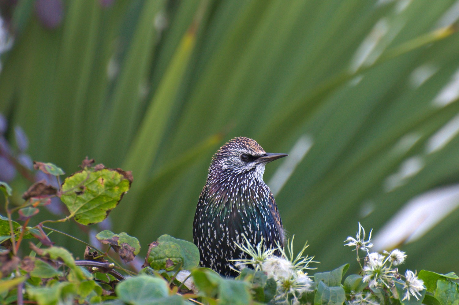 livebirdspoland_e6fb2dab3a973cb51088f6da125ecc12.jpg