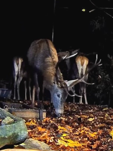 livebirdspoland_7380604898292015435580e222266523.jpg