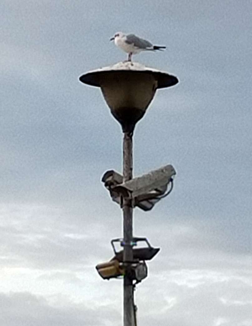 livebirdspoland_cddc56065f83dd5bf756bbef6c71e239.jpg