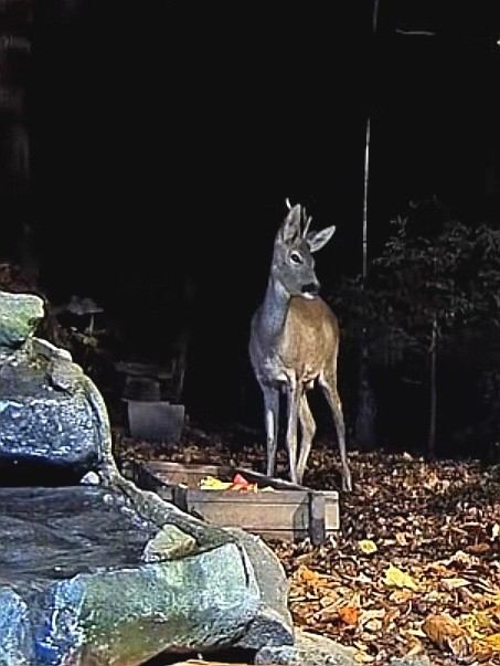 livebirdspoland_77bd3d7641a75d046263ecdc432a216d.jpg
