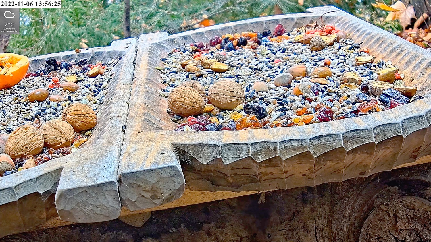 livebirdspoland_53daa9e915f5fb94bb61115368d1fbfb.jpg