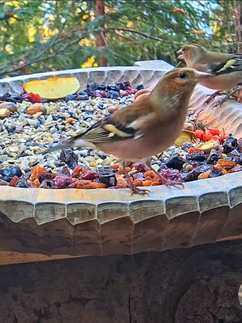livebirdspoland_82d295aa62e2820ca1b58c6237f5760d.jpg
