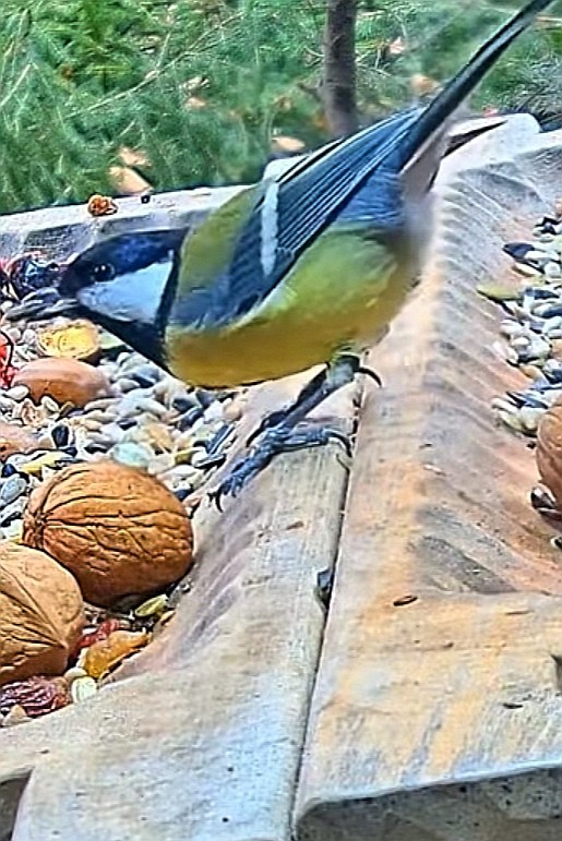 livebirdspoland_7f5e51373d745f404227e659fb571f23.jpg
