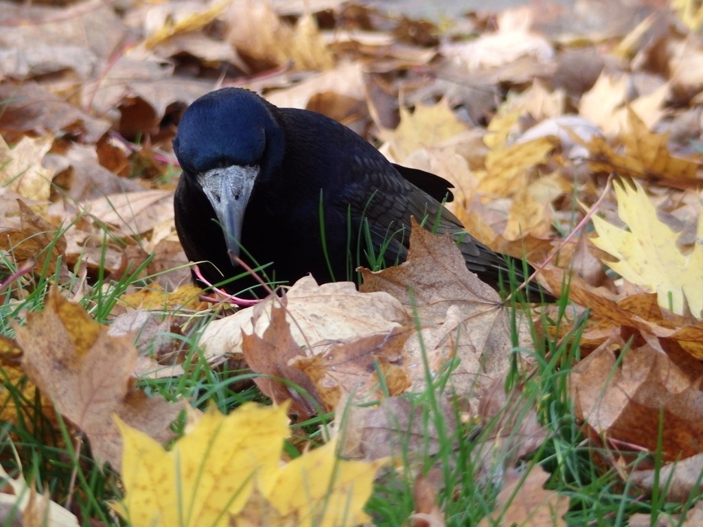 livebirdspoland_584ea4683f44d98bce26c7d9abd1d9e2.jpg
