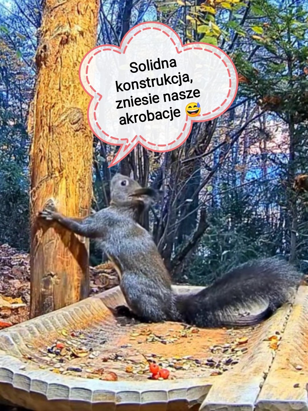 livebirdspoland_db60b25d33ea3f3eea3494fe6e9cb451.jpg