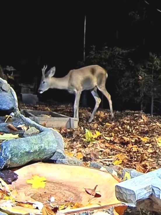 livebirdspoland_9e95d4b29274015434279e8a5a7a1063.jpg