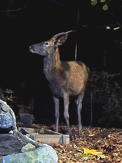 livebirdspoland_fed6a2b9be2f9d7d84b92dde3226ed82.jpg