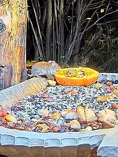 livebirdspoland_4a571f65de17c167fce4ec2bf8284608.jpg