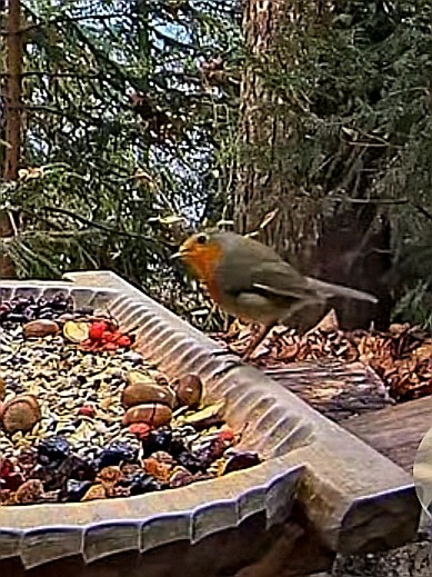 livebirdspoland_477f37b9fa626277344776f9b3cf4d03.jpg