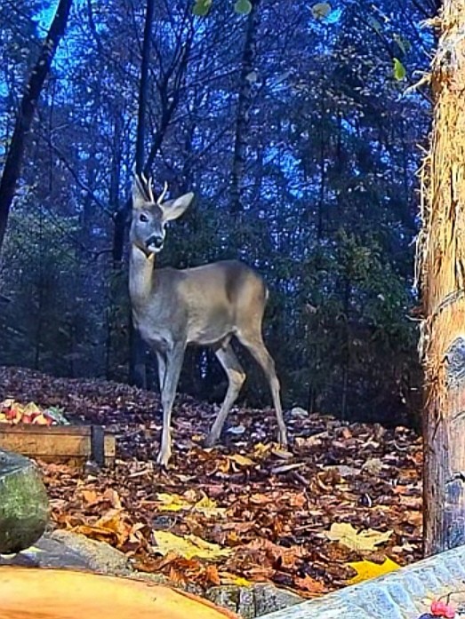 livebirdspoland_aa79f96ab097fca4b37c87e3d2993d7b.jpg