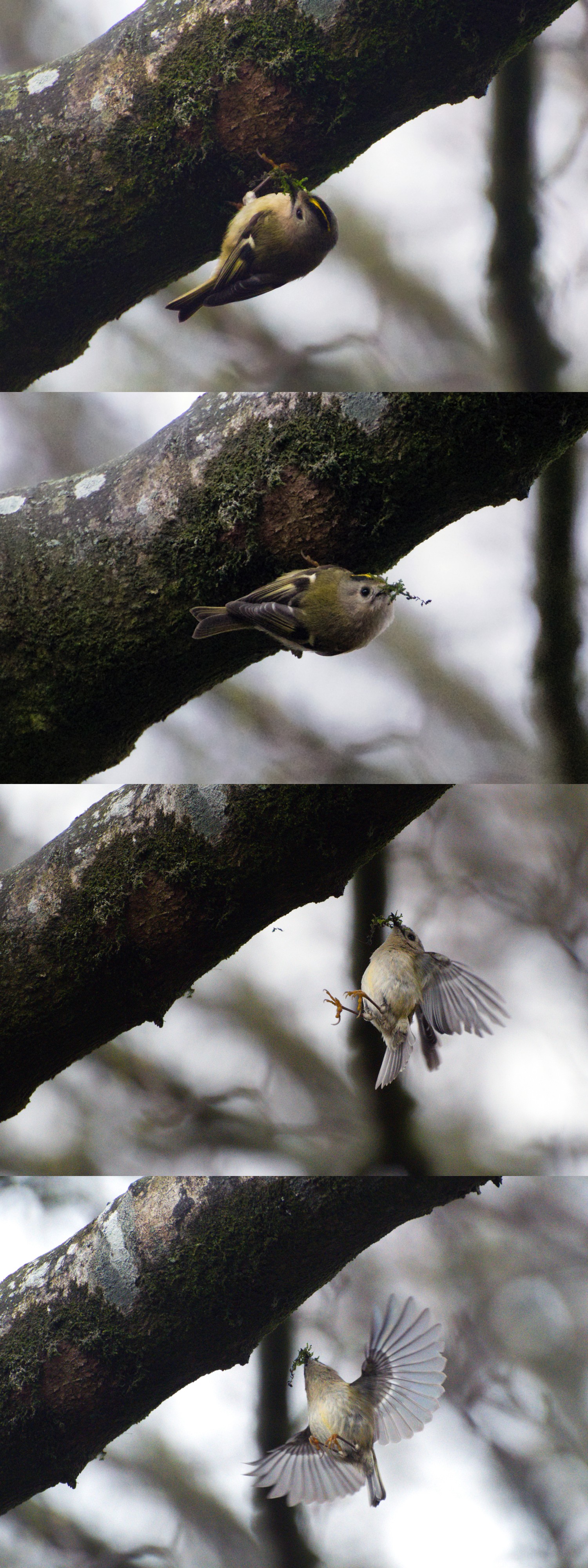 livebirdspoland_c2646a3ef34386fe07f708422b2cb2ff.jpg
