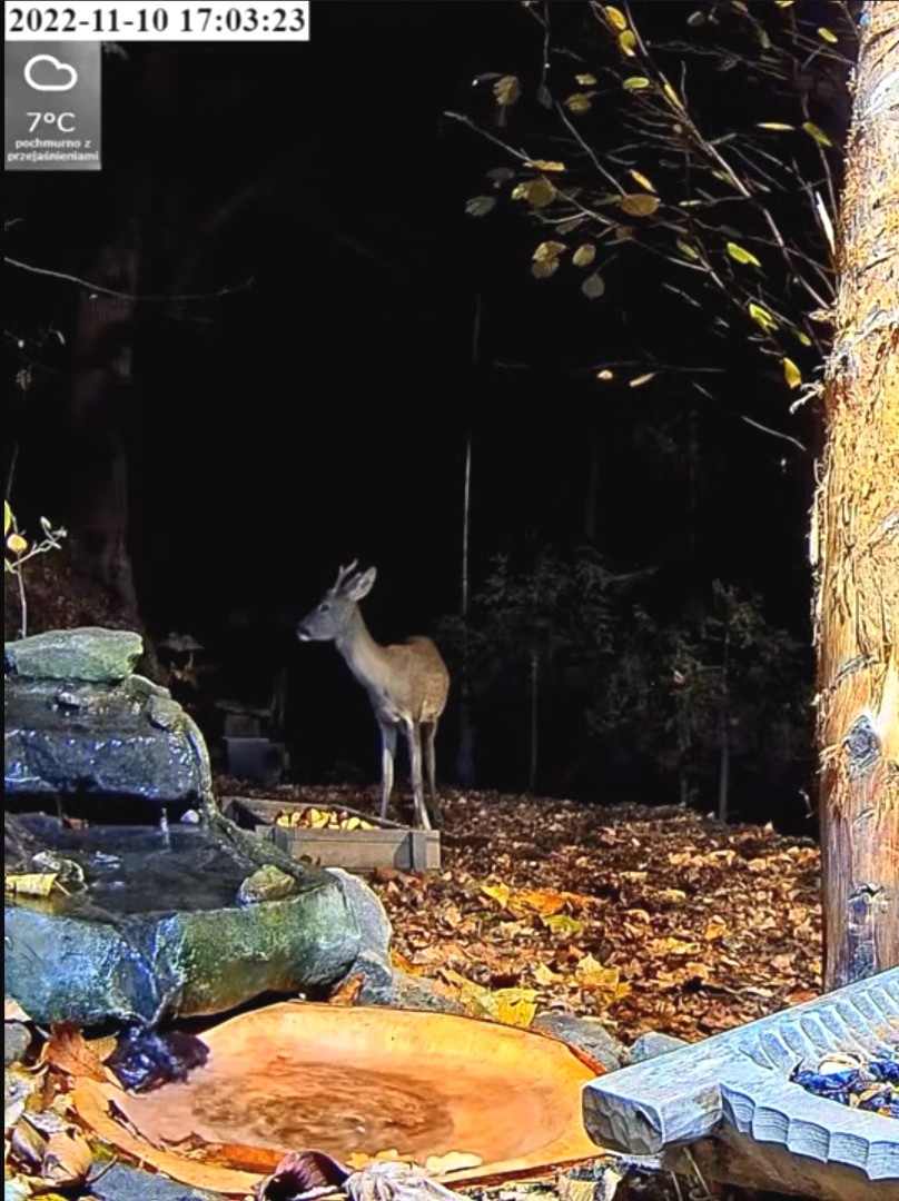 livebirdspoland_76c2ec08002871bce2190ddf400073c7.jpg