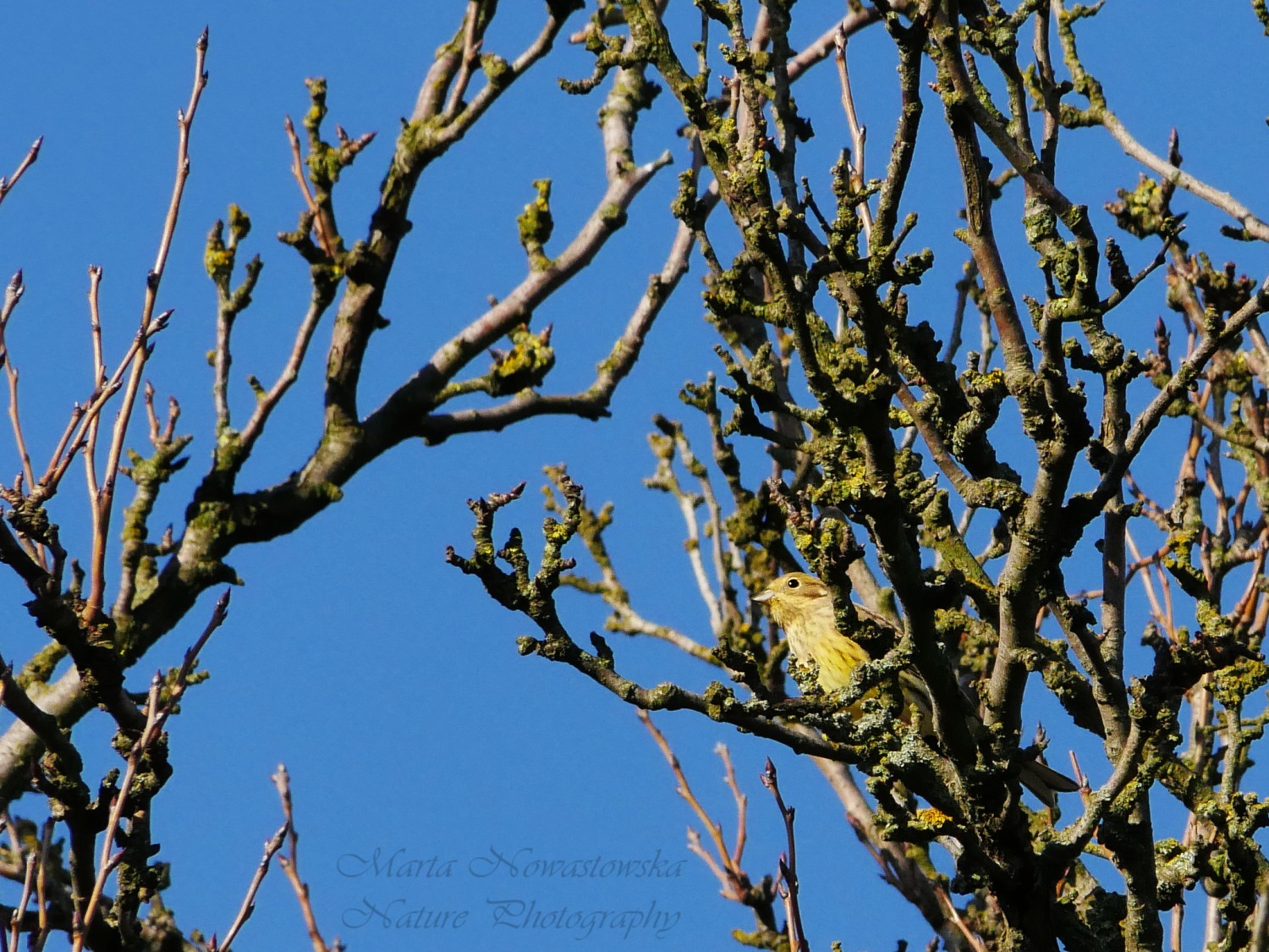 livebirdspoland_336f48eb17b00a4179b9e04b7bb1f789.jpg