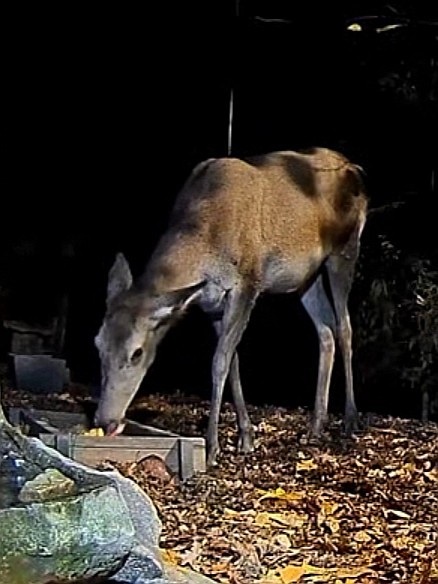 livebirdspoland_95df8ae2ce690bb77e673430766749a3.jpg