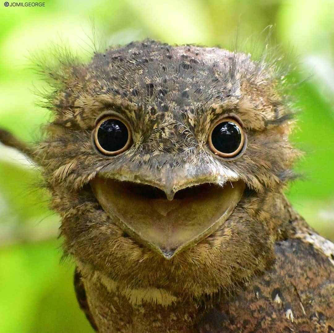 livebirdspoland_26657180781a7000b50592aefd58bc8e.jpg