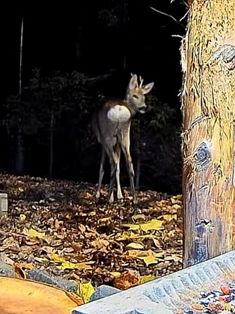 livebirdspoland_e6d5000c06e89ce10c7cd22e4d7e7e29.jpg