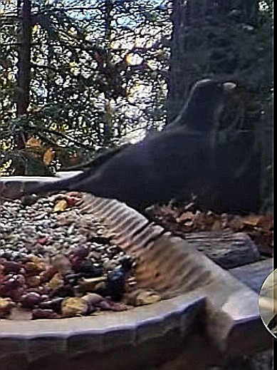 livebirdspoland_5e252ac9254cae3bd9a99d41166f18e2.jpg