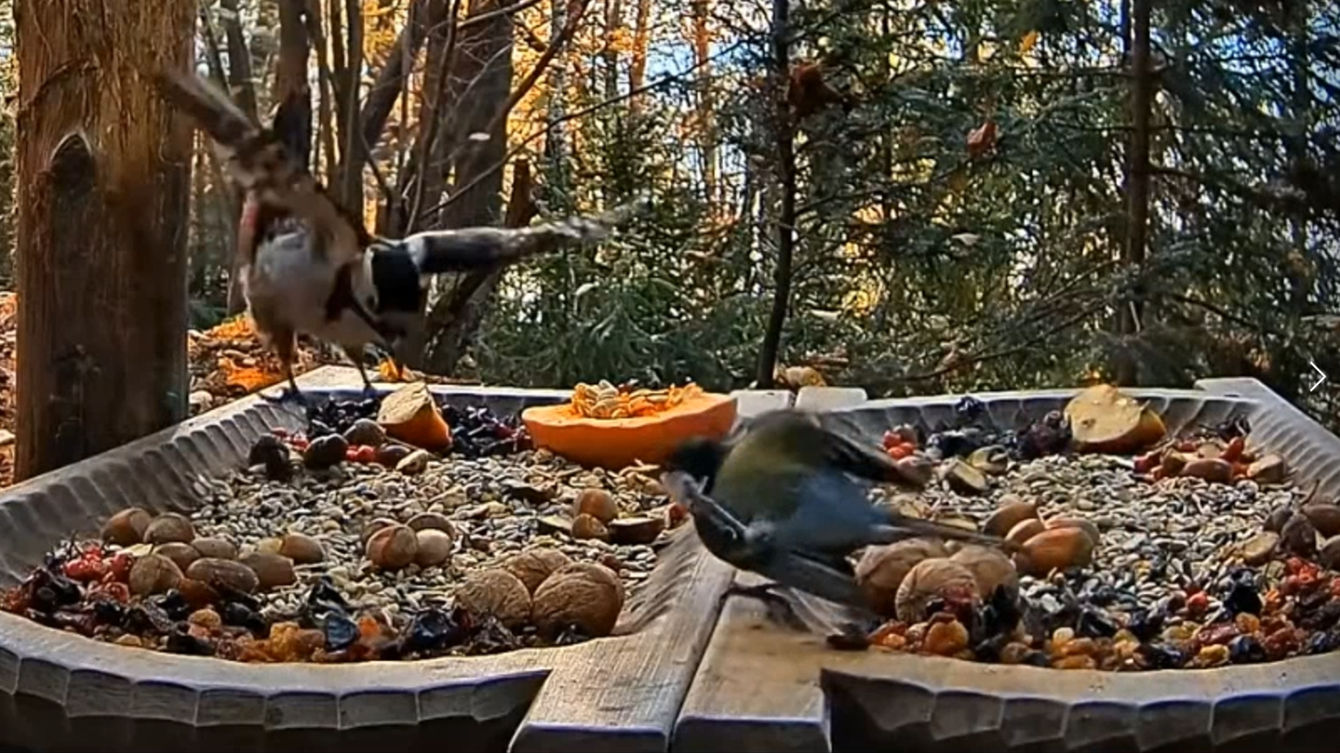 livebirdspoland_766fcf93c2fbc8da31ff62cb12130e54.png