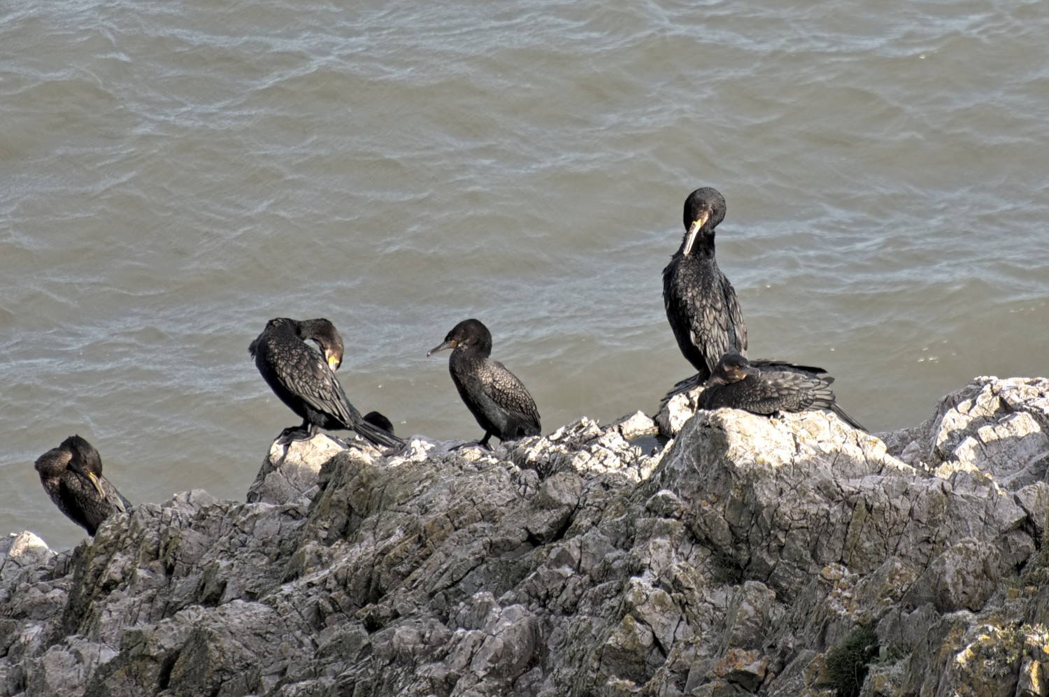 livebirdspoland_ae91fa52338e75d079139b23cadfbf26.jpg