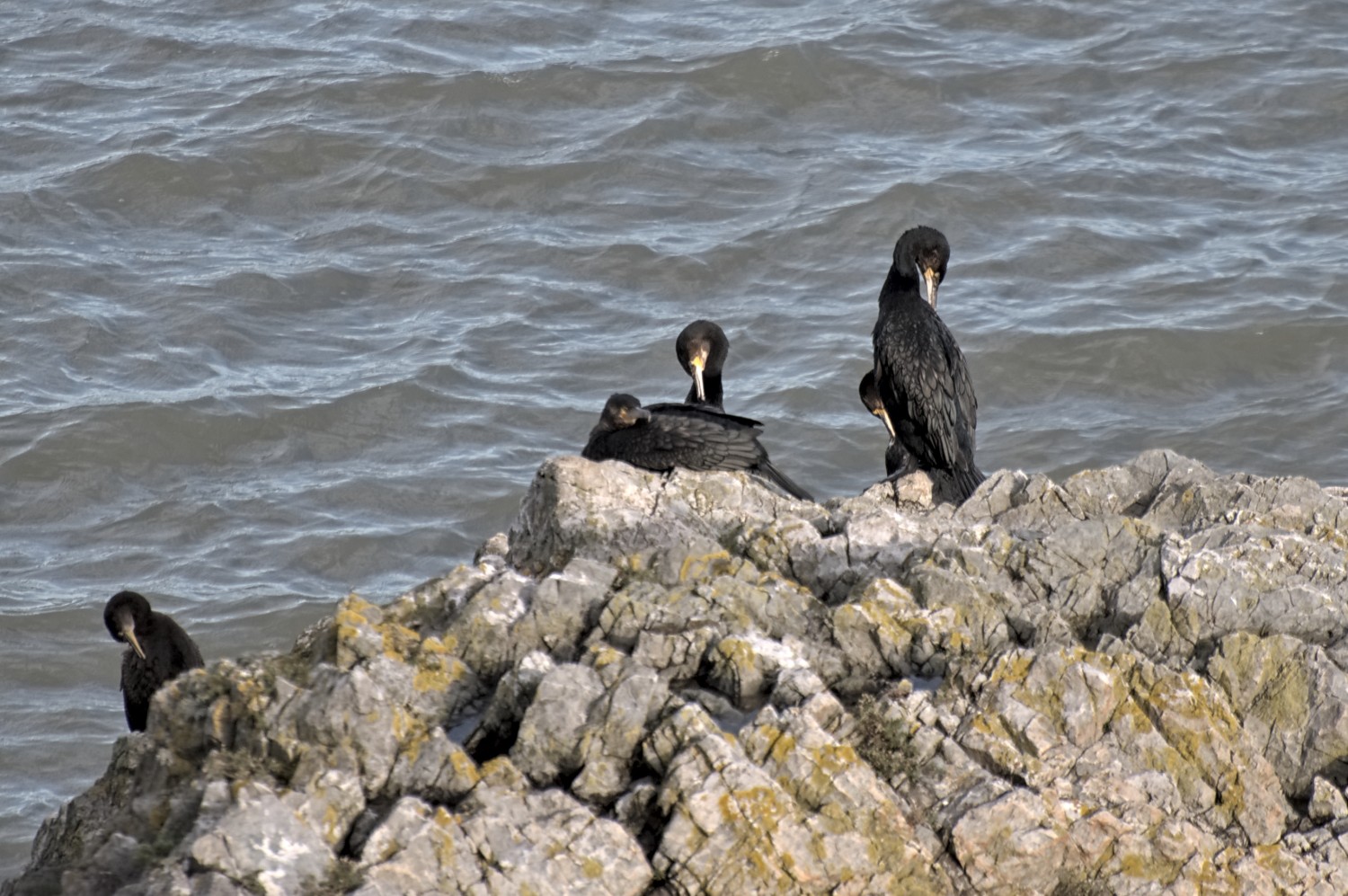 livebirdspoland_e5ca12f277238db438a6c2975931cb29.jpg
