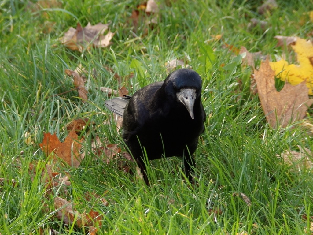 livebirdspoland_5ef8ad520fb86f4ef620fab2672ec640.jpg