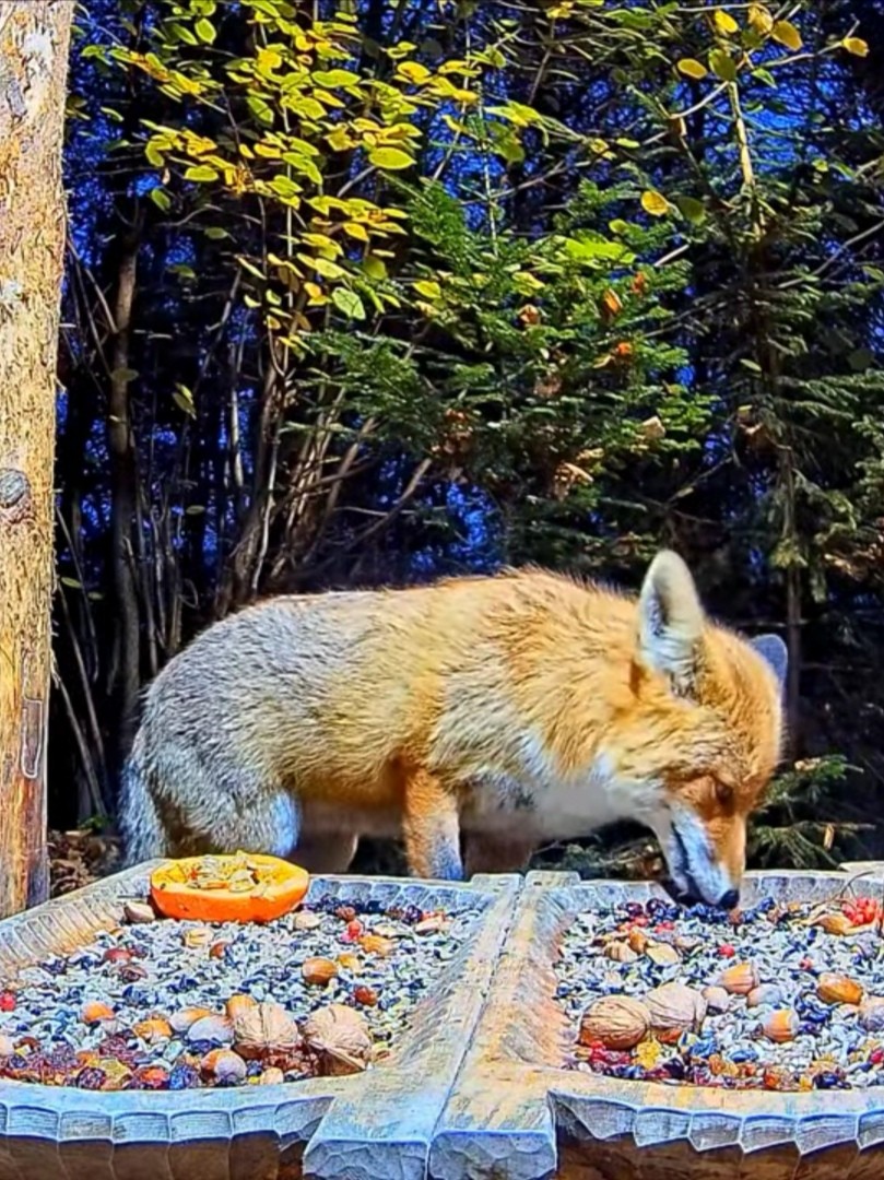 livebirdspoland_513b449099a333b42a79d8d8f99215eb.jpg