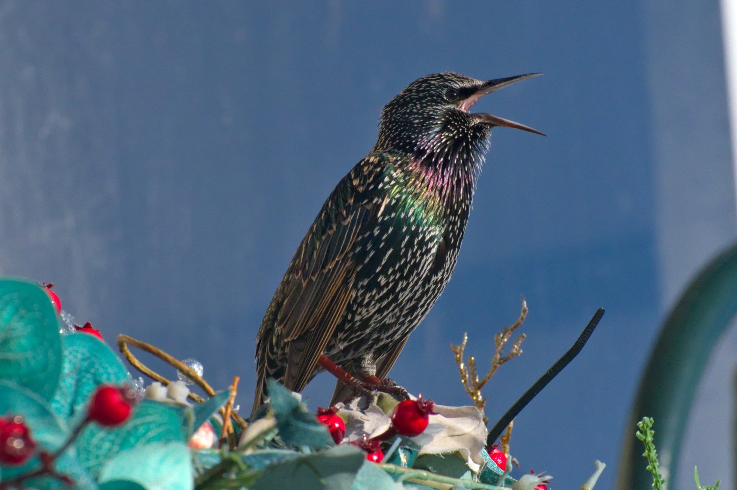 livebirdspoland_88fdda9002f698664723c56be2c58ca4.jpg