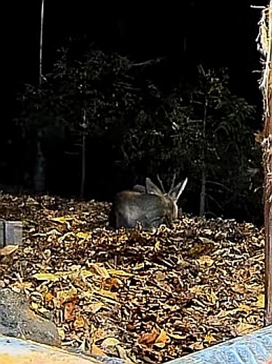 livebirdspoland_00fe81d70233951b3ba09260deb0c29a.jpg