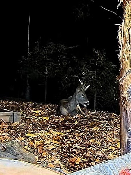 livebirdspoland_944057610c5ab8b3621201abd108aa8d.jpg
