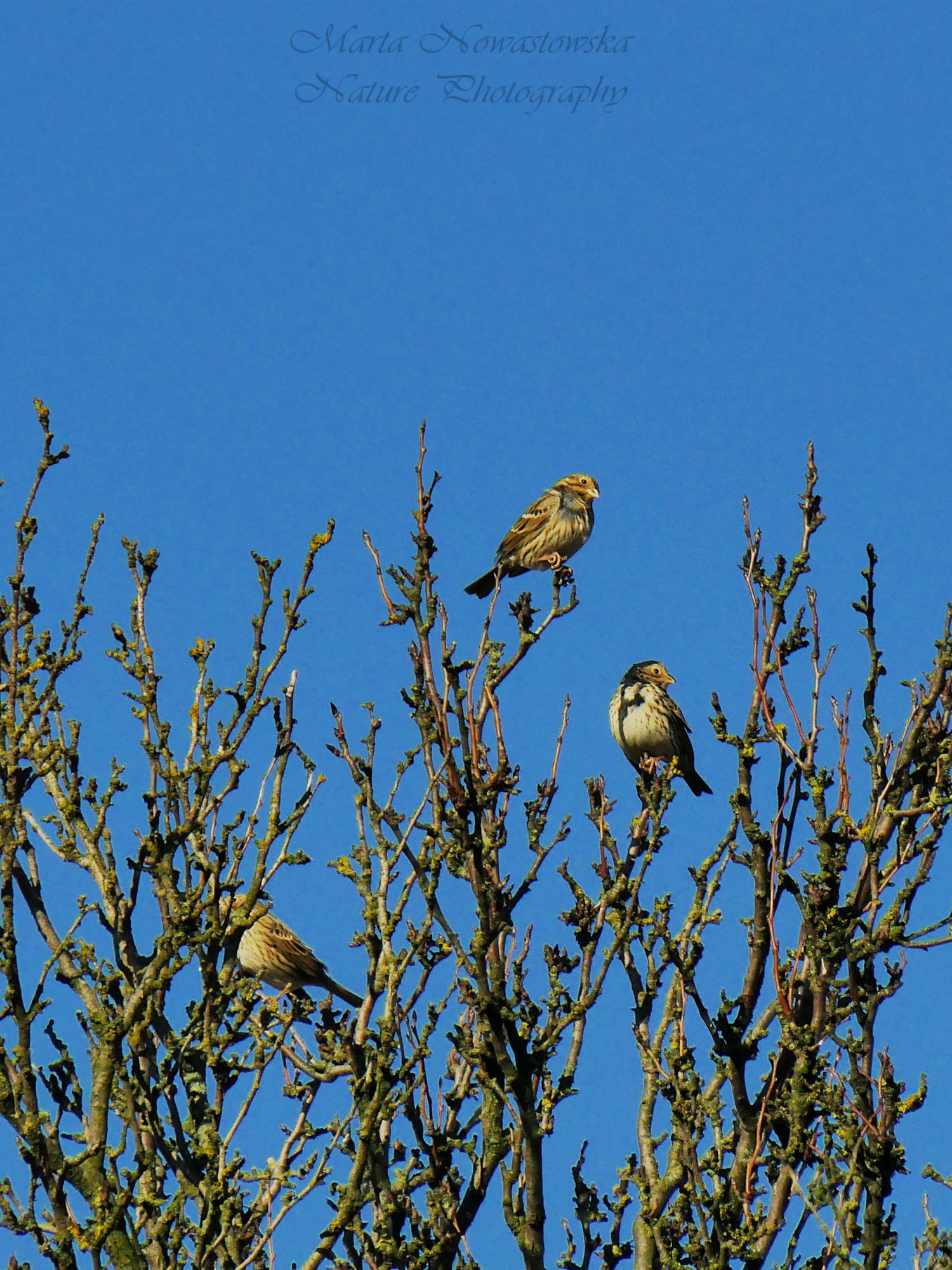livebirdspoland_e3e9b5662ec85db0094883cd5f89f1d5.jpg