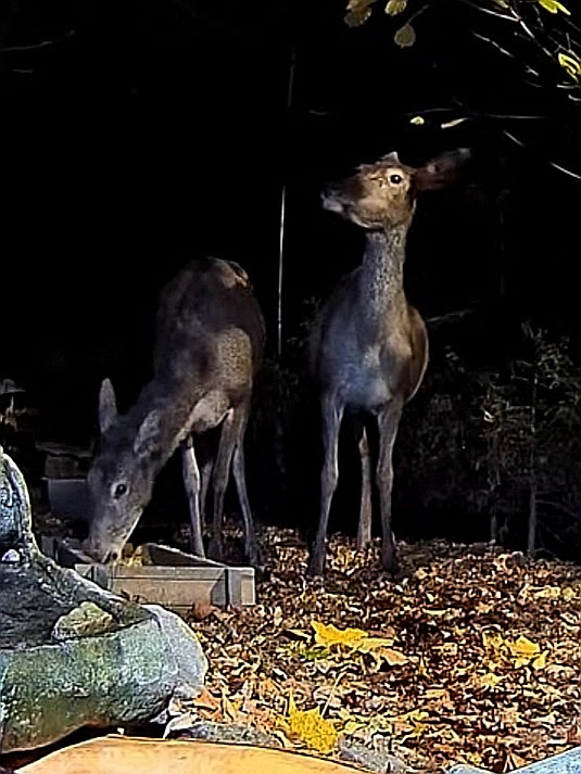 livebirdspoland_45e5c6ce363ca35a5082ee28d9697d23.jpg