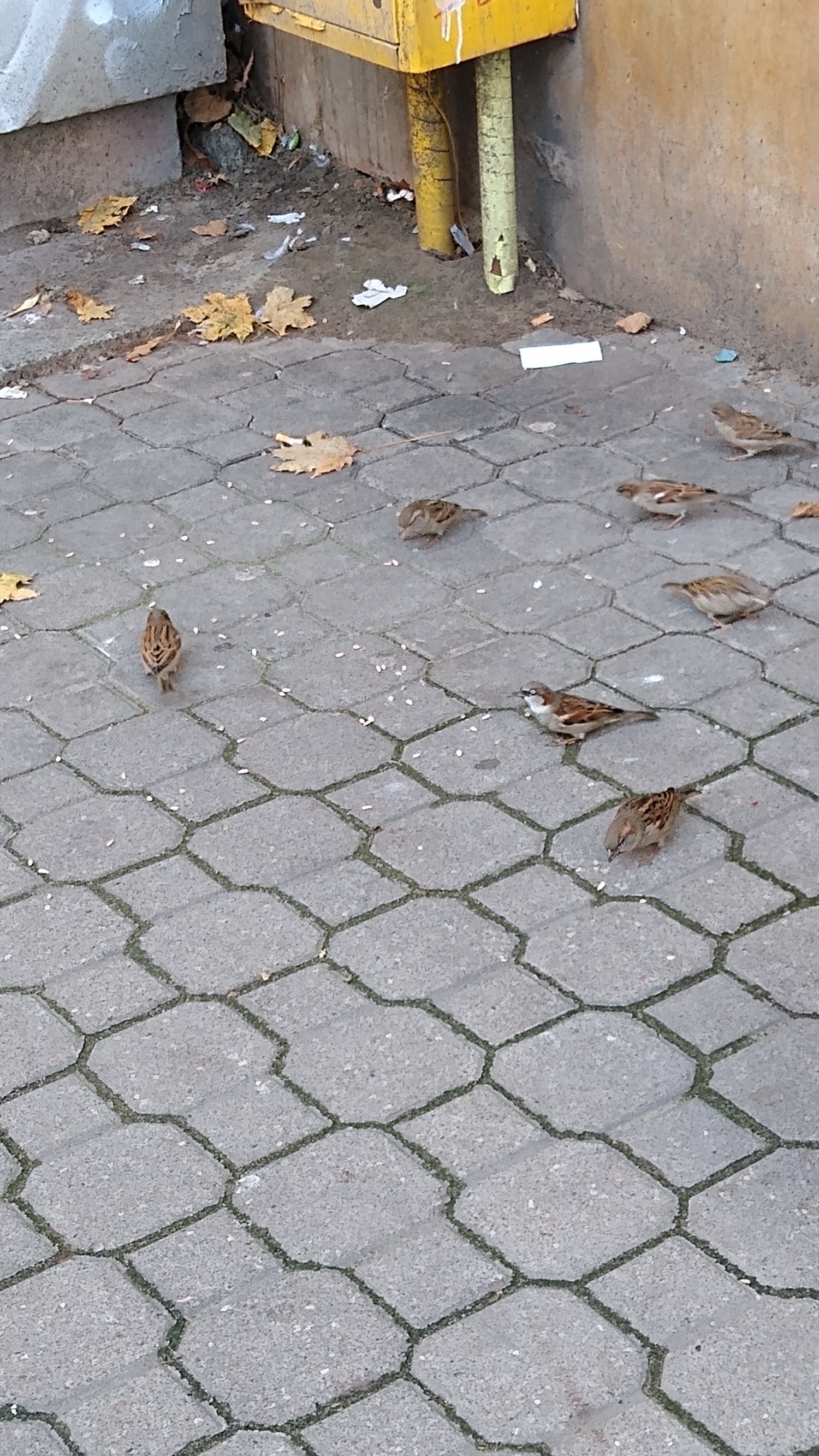 livebirdspoland_441581705cc9d89bbe9cd60e925aaf51.jpg