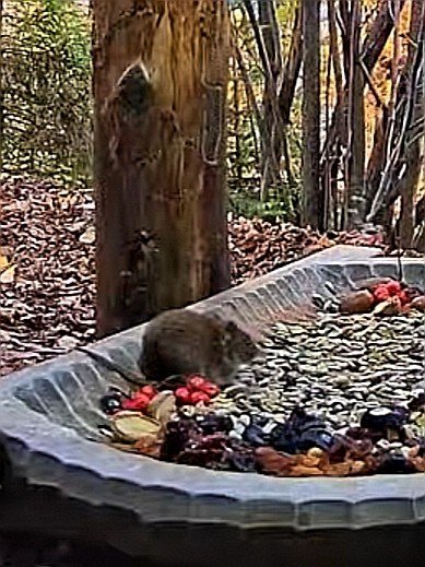 livebirdspoland_f22f768f36b25c1773ca0c0269832a87.jpg