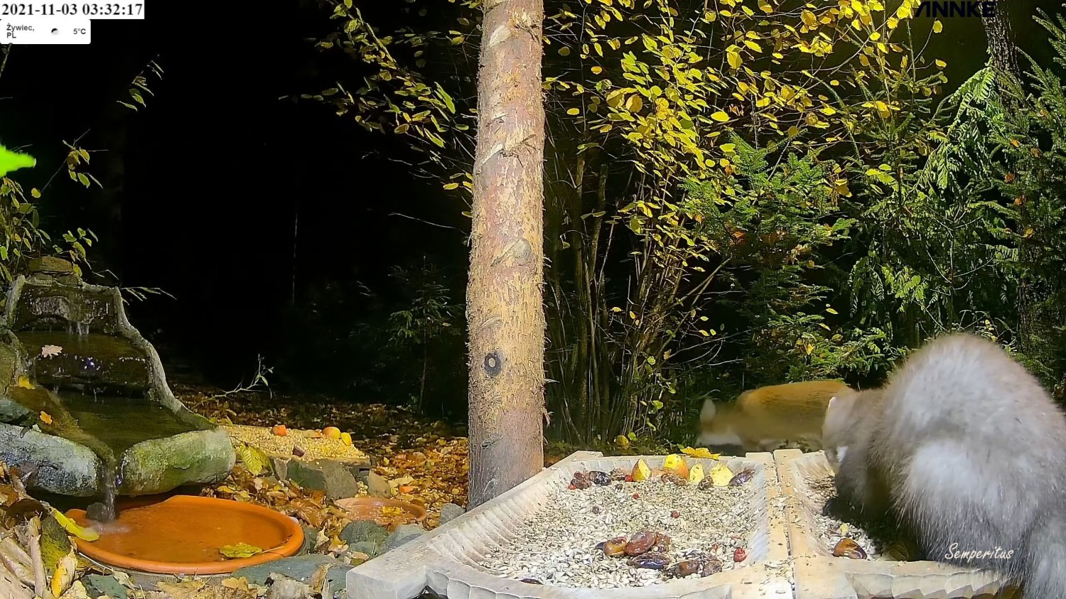 livebirdspoland_f416d2b593cee158c872b32c44714116.jpg