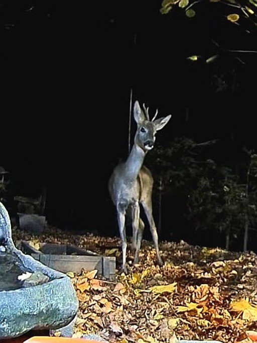 livebirdspoland_f727ea85d9831c4aacb652c74bc8f2ea.jpg