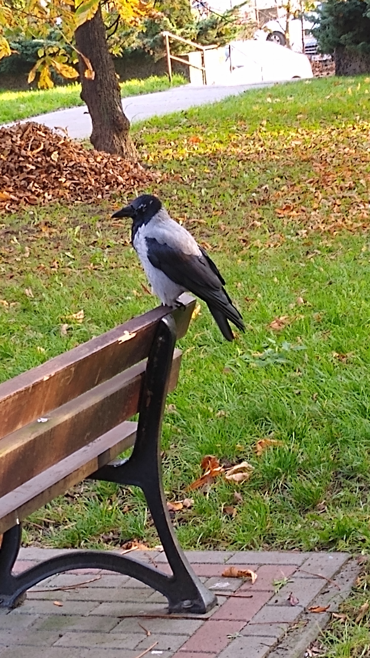 livebirdspoland_272ff9665e061de18518d02368409ab8.jpg