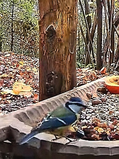 livebirdspoland_9c791a2997eba1d276fce1fd55bfd937.jpg