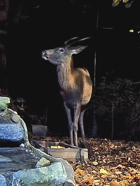 livebirdspoland_d3c5bab6738b1ea6469cb741672f5162.jpg