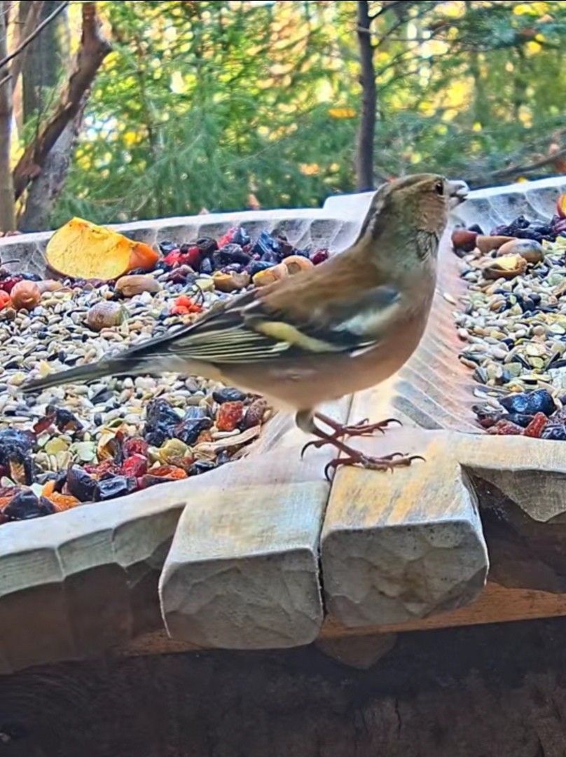 livebirdspoland_999378b1400654e837ec012c185e879a.jpg