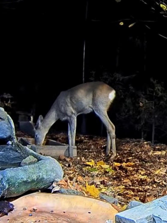 livebirdspoland_1b46672c7495d4246e66596abd988052.jpg