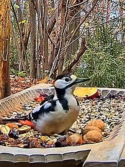 livebirdspoland_06b46ceaacd7bd336e8ff8ac019d46af.jpg