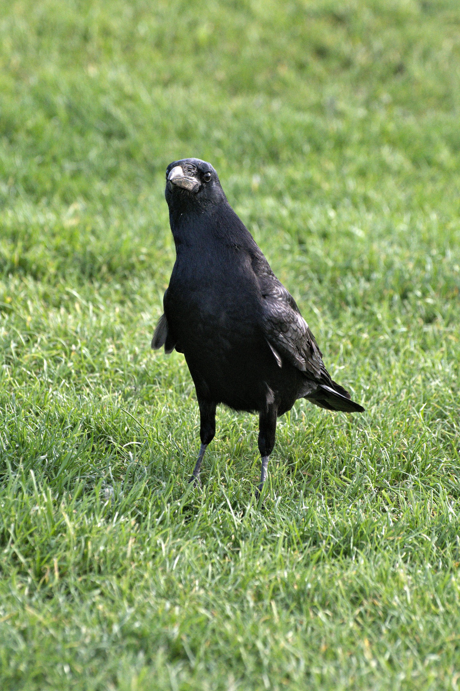 livebirdspoland_d7cf826cd96475b3e0a08f7fd3e6e239.jpg