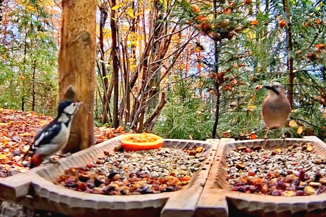 livebirdspoland_f45c1456ed352e7b6d168d02fb2cabd8.jpg
