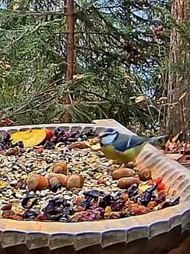 livebirdspoland_78d077e8d3b8dec61f8dc4c328fb7d6f.jpg