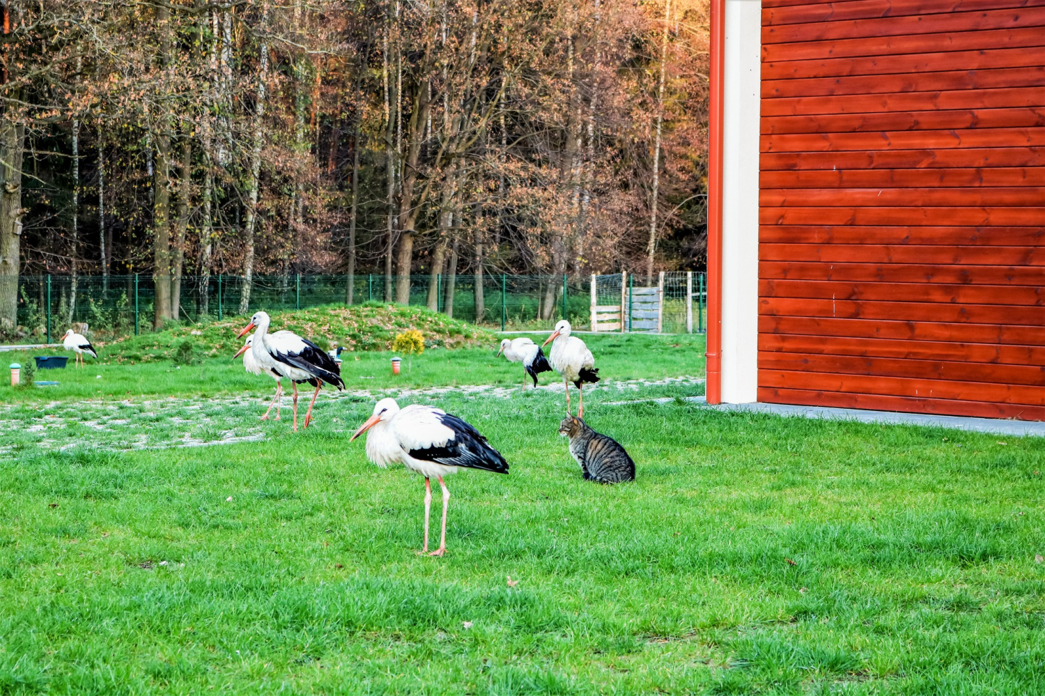 livebirdspoland_bb388fe73c9a441886455b7e22a0e587.png