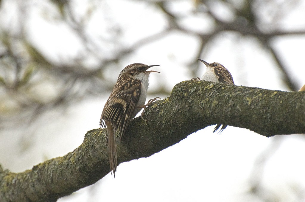 livebirdspoland_b54e5514bcc4ae4715ab20b31a068990.jpg