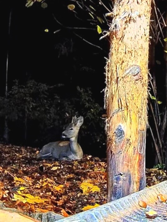 livebirdspoland_376212247284b205b35d9550a33f3346.jpg