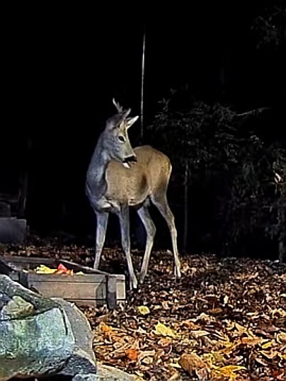 livebirdspoland_8df9c65cdd960b86bd9ea07ef256bf79.jpg